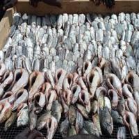 Poisson en fumage des membres op de kano